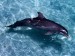 Animals_Under_water_Casual_swim_dolphin_005526_.jpg